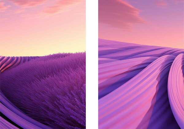 Lavender field with pink and purple sky